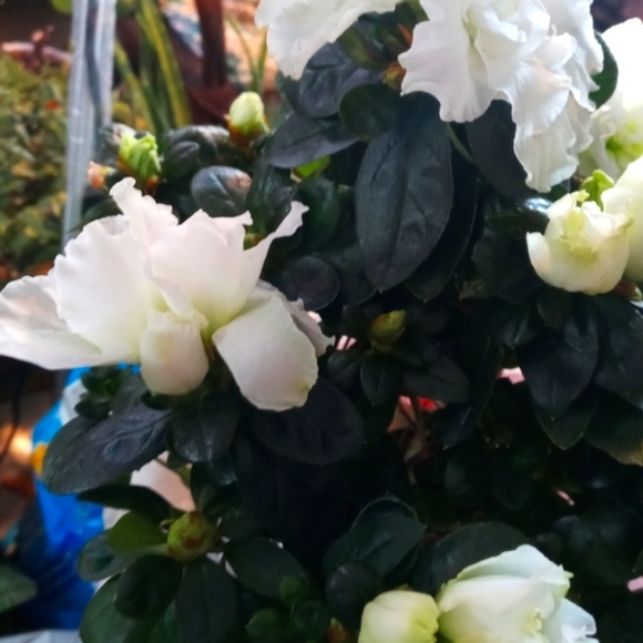 Plant: Azalea - Picture 5 of 7